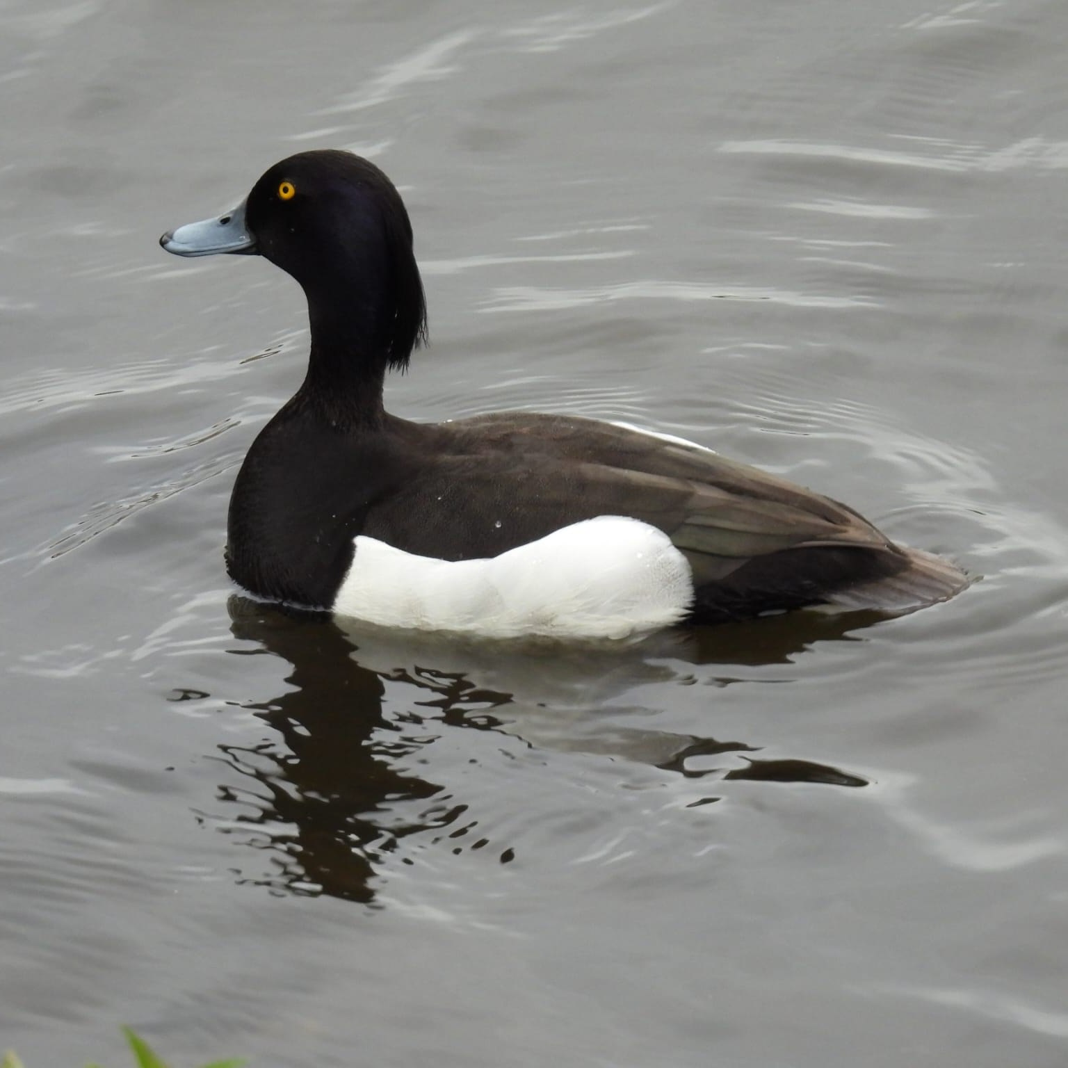 Lacul Morii, refugiu pentru păsări venite de la mii de kilometri