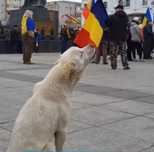 La adevărul cu capul spart și câinii umblă fără covrigi în coadă