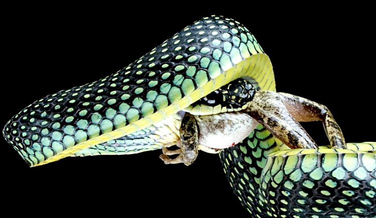 Structura și licheaua