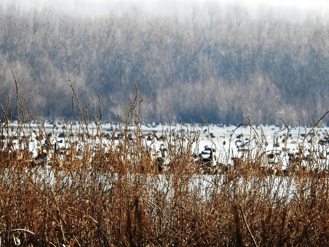 Boală mortală în Balta Mică a Brăilei