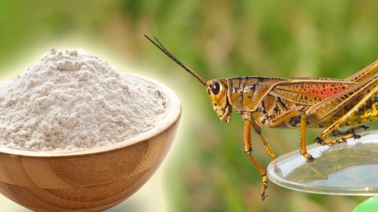 Greierii de casă, ultimii aprobați pe lista Comisiei Europene