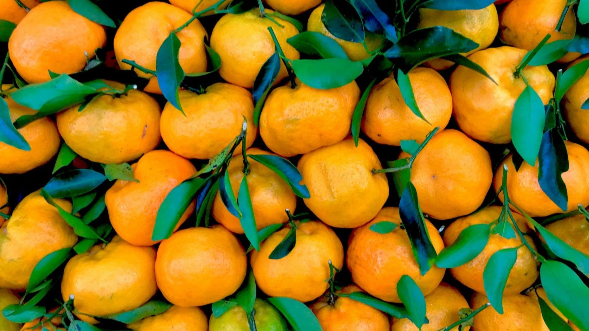 Sirieni depistați într-un tir cu mandarine