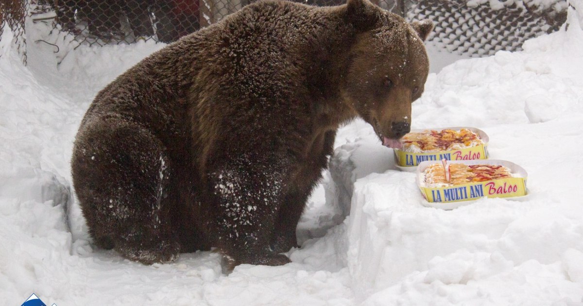 Sărbătoare pentru ursul Baloo