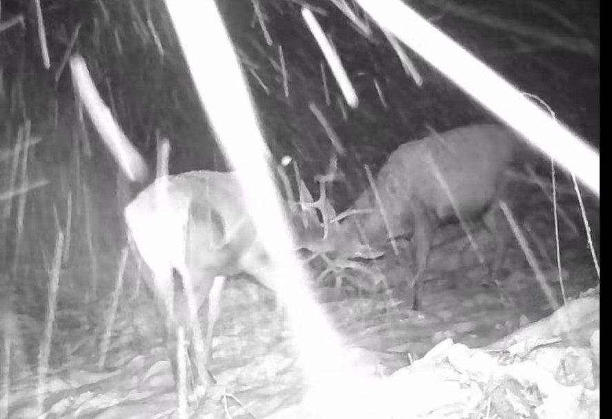 Lupta dintre doi cerbi, în imagini (video)