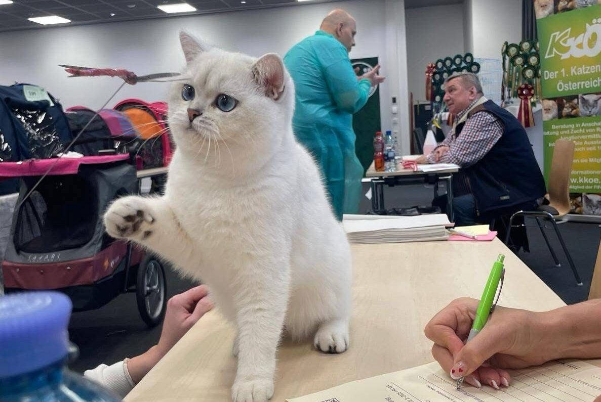 Cel mai frumos motănel din Europa, român cu acte-n regulă