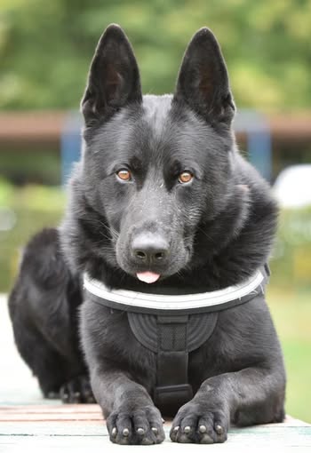 Șuier, celebrul câine luptător antidrog, a ieșit la pensie