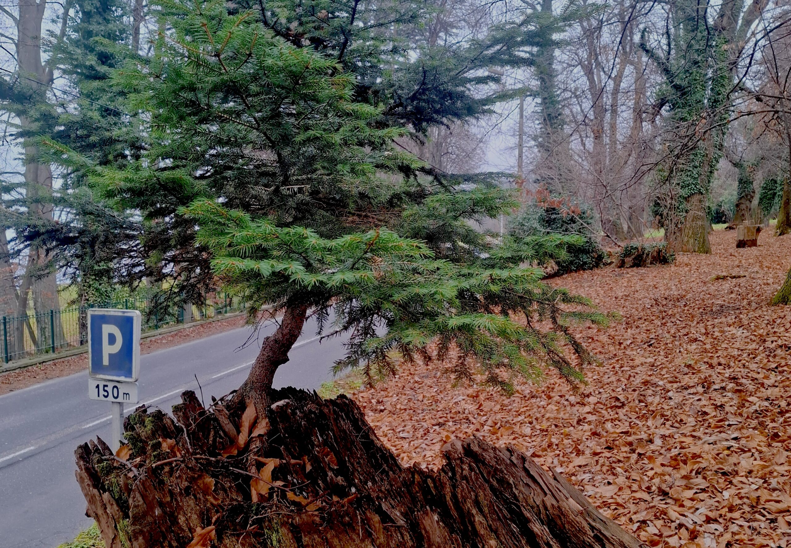 Luptătorul din arenă