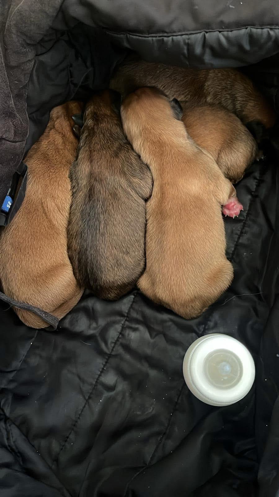 A aruncat cinci cățeluși într-o pungă