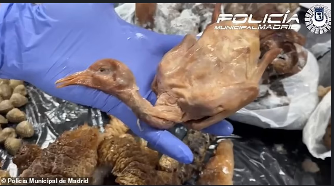 Serveau porumbei comuni în loc de rațe