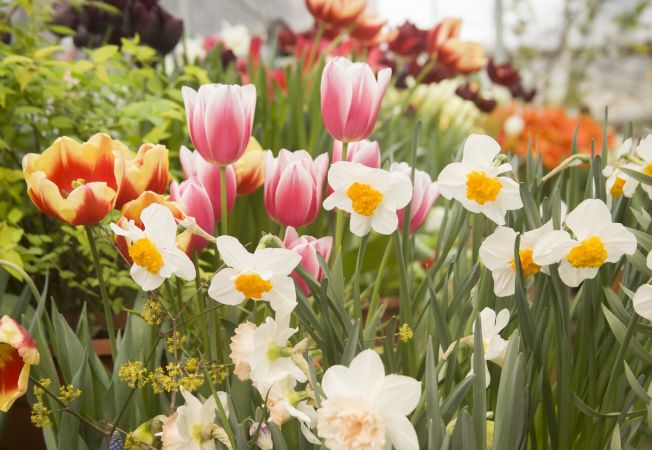 La mulți ani tuturor celor cu nume de floare!