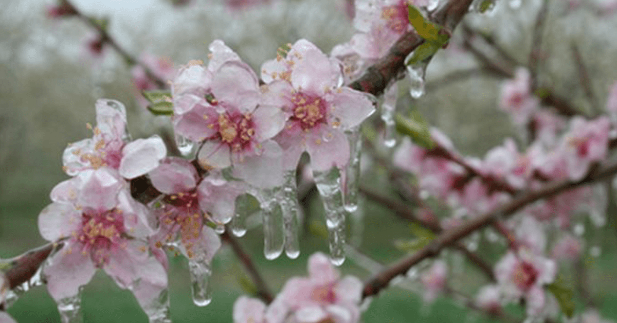 Producătorii de fructe și legume, strigăt de ajutor