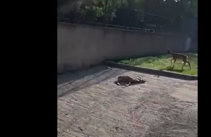 Zoo Craiova: Căprioară moartă din cauza vizitatorilor