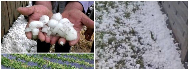 Toată munca lor de anul acesta s-a dus (video)