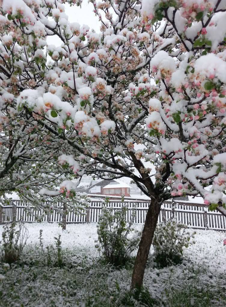 Vreme de iarnă. A nins la munte (video)