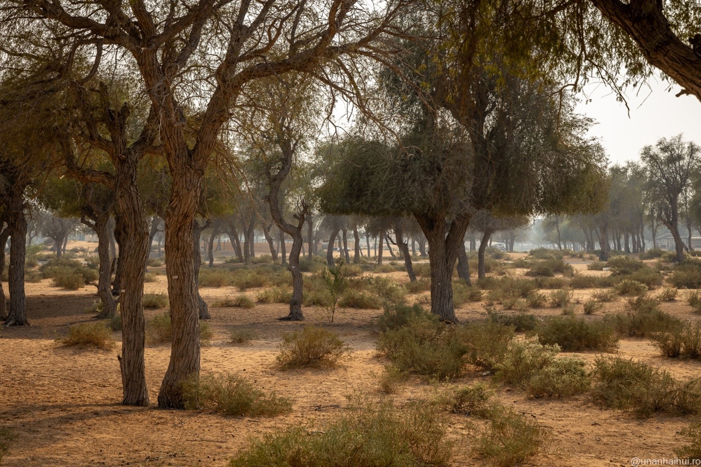 Ghaf – Inima verde a deșertului din Ras Al Khaimah