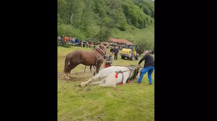 Dosar penal după moartea unui cal