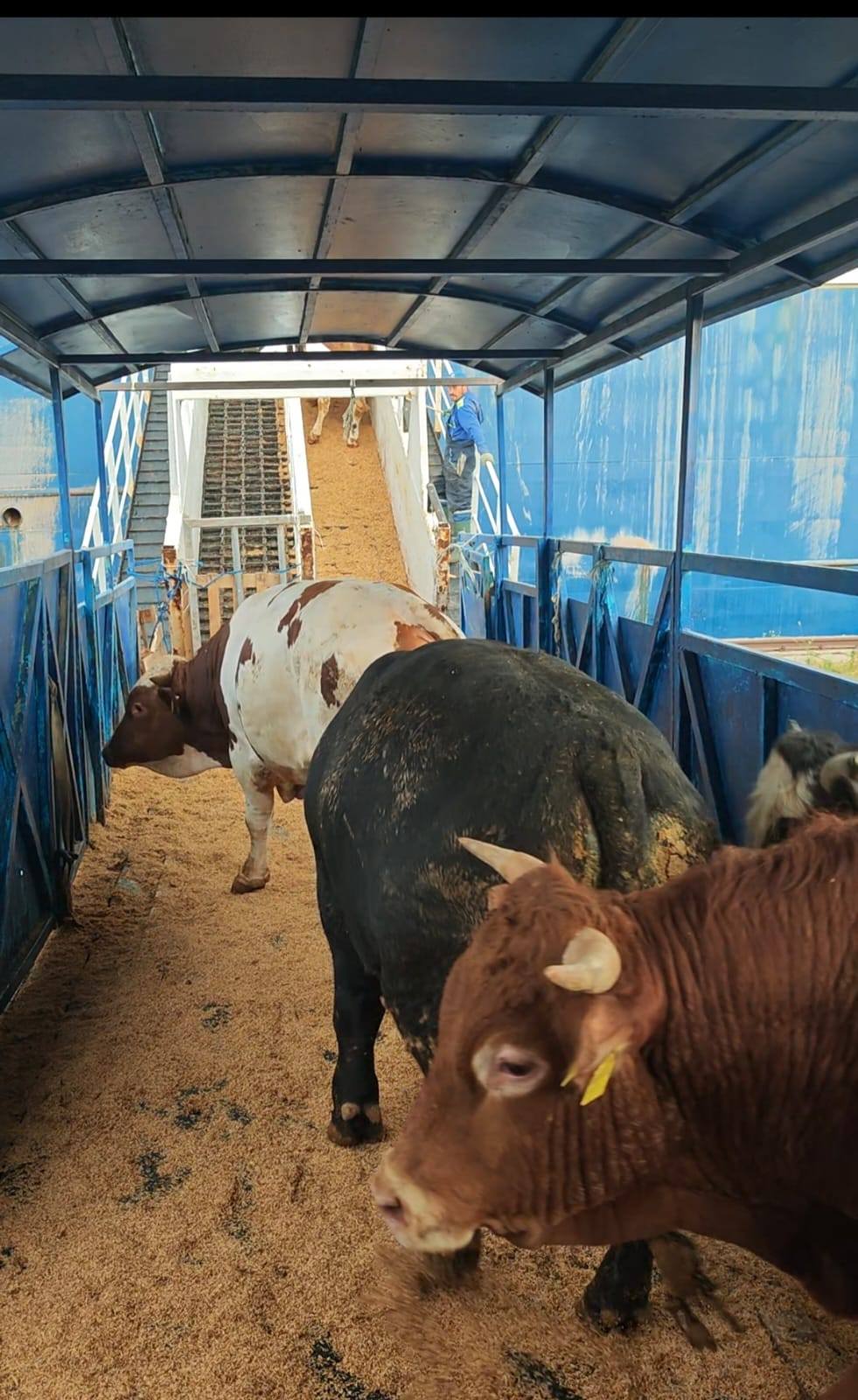 Zeci de mii de animale vii, într-un transport maritim către Algeria