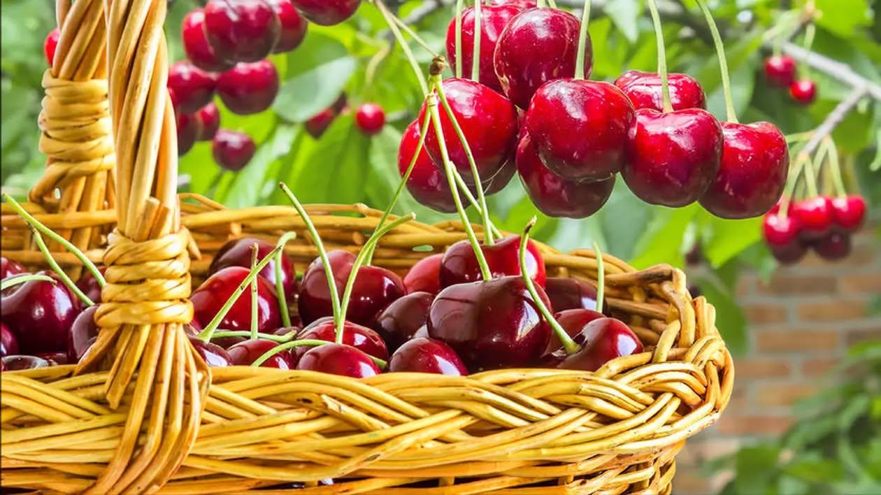 Luna lu’ Cireșar, legende, obiceiuri şi superstiţii