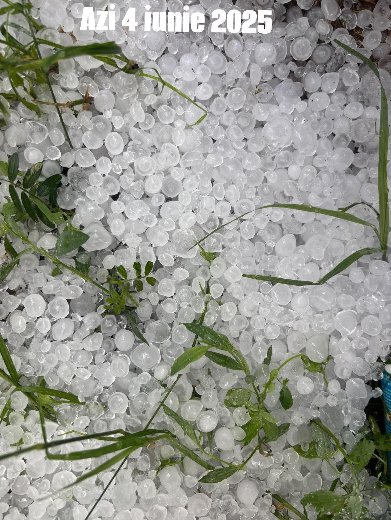 Jale după căderile de grindină, în lipsa sistemului de protecție