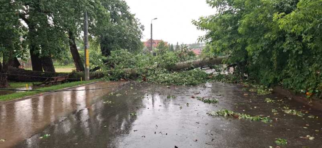 S-a prăbușit unul dintre plopii fără soț ai lui Eminescu