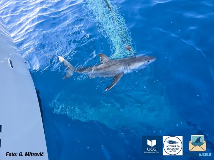 Rechin alb capturat în mare