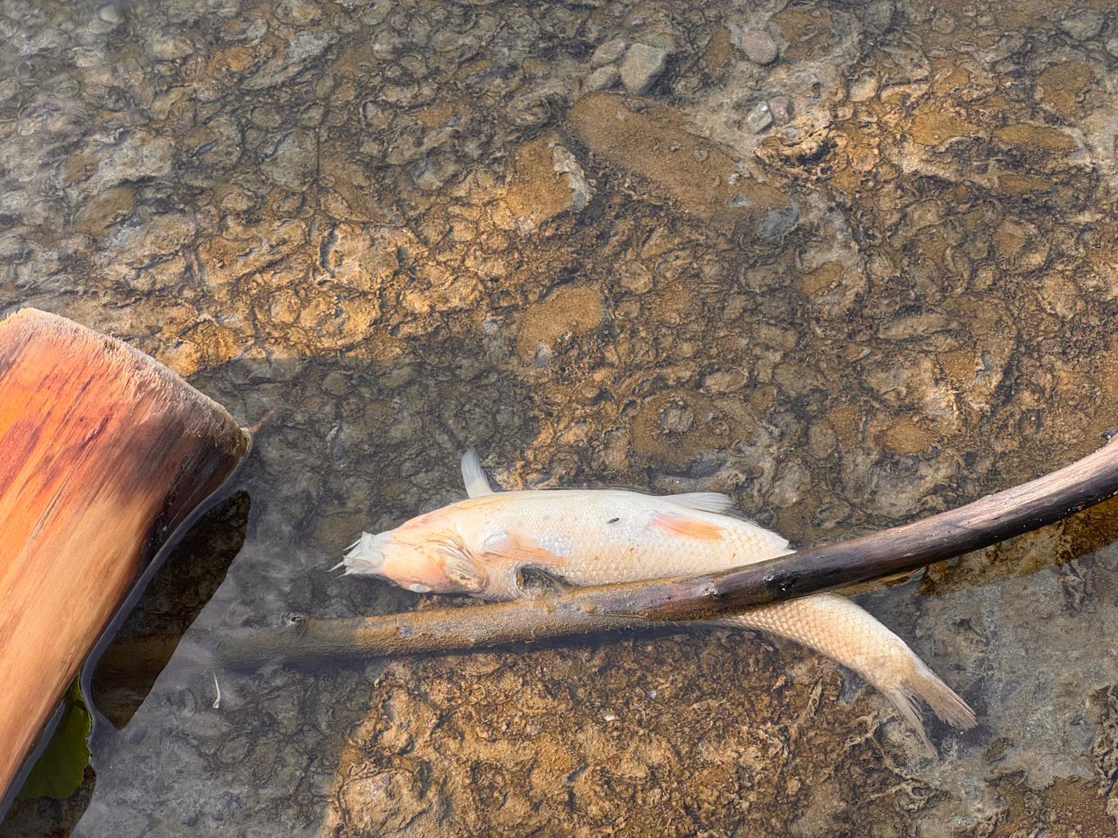 Contaminarea râului Târnava Mică. Ajutor urgent pentru populație