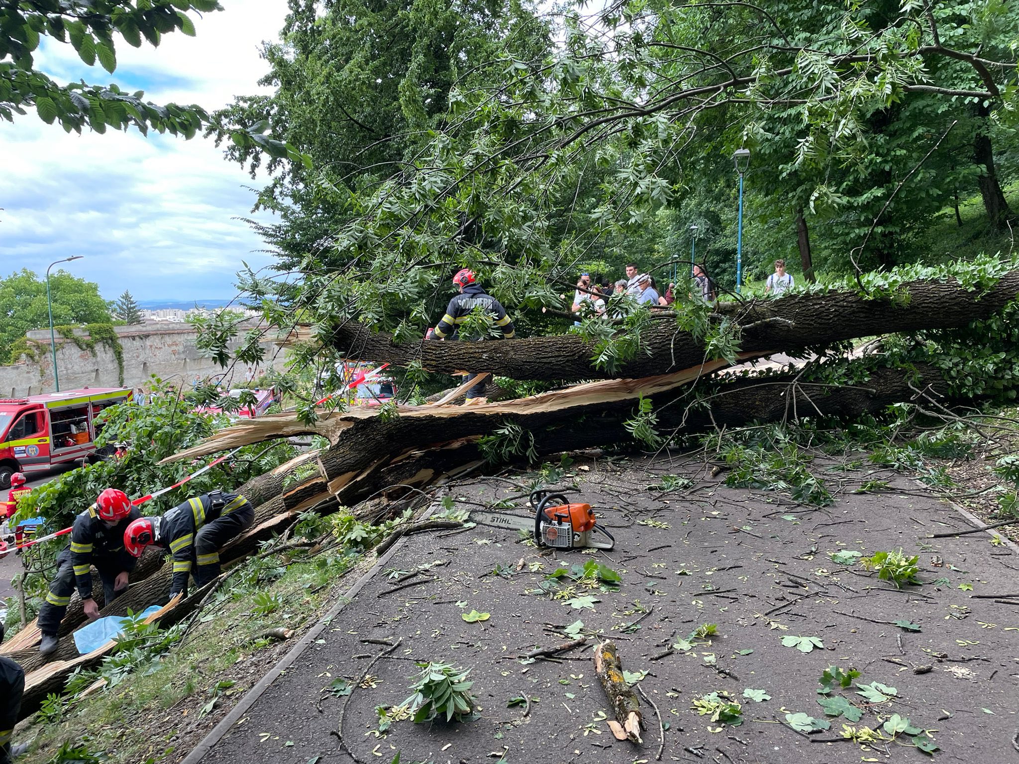 Tănăr strivit de un copac, în plină stradă