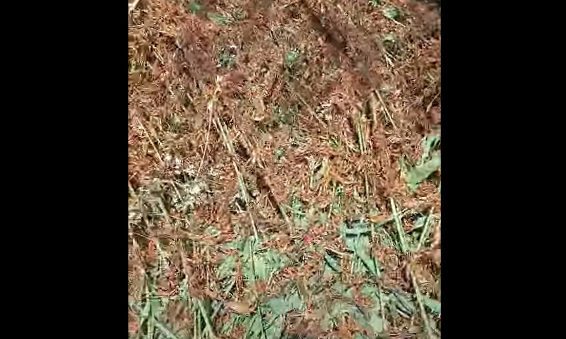 Invazie de lăcuste în Deltă: distrug totul