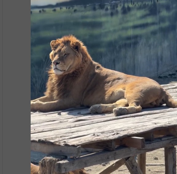 Atacat în Antalya de un leu scăpat de la Zoo