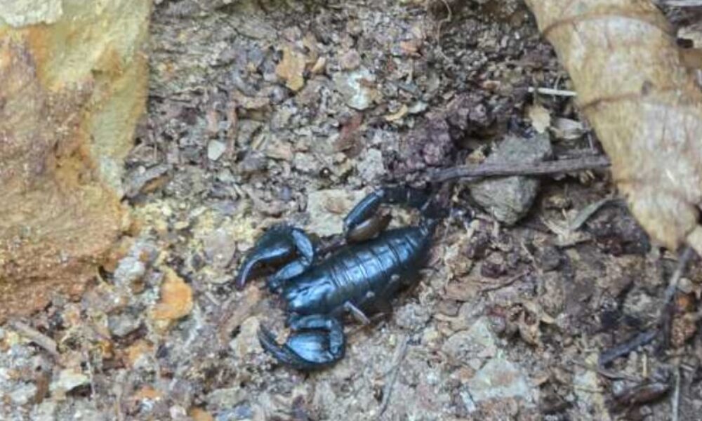 scorpioni