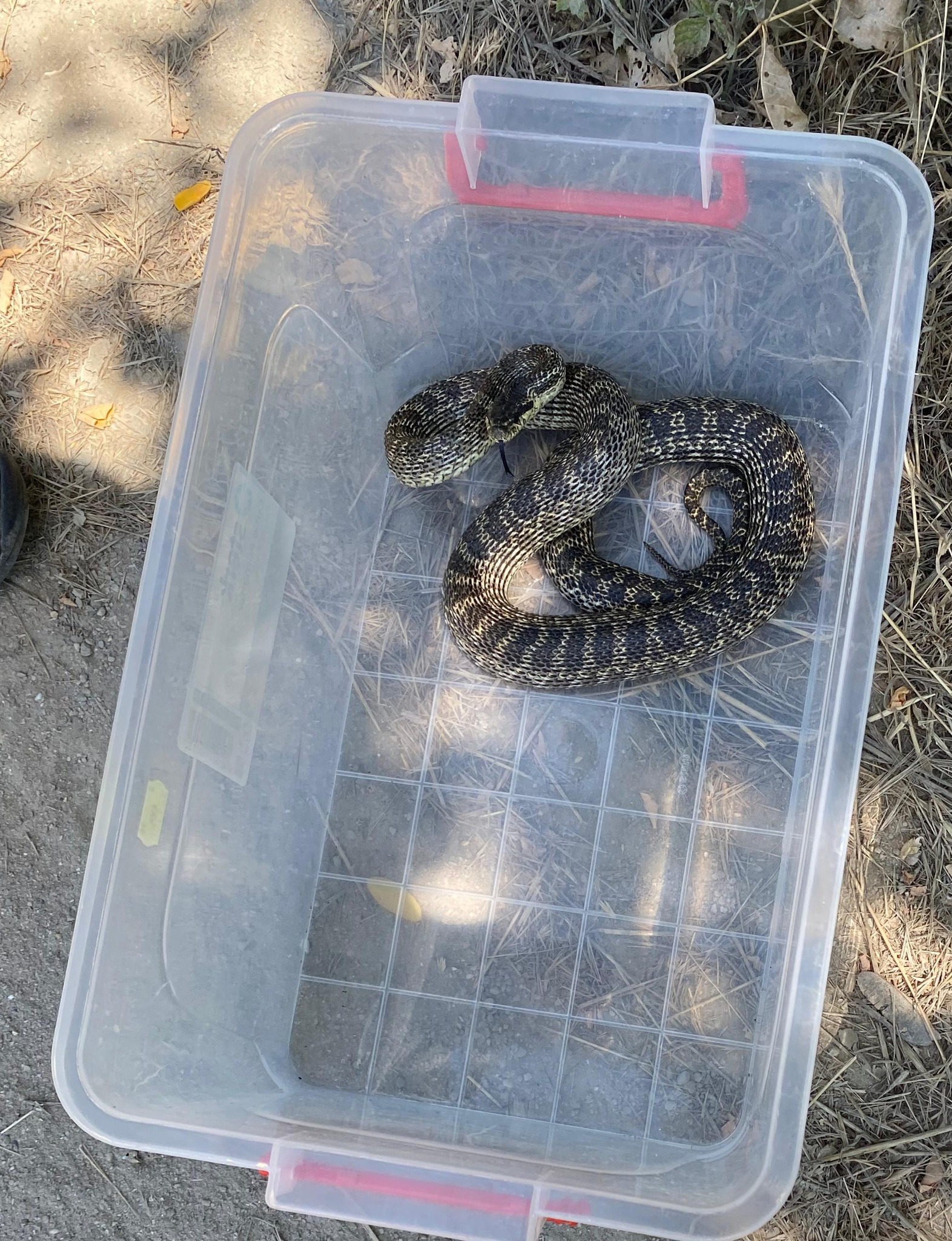 Balaur dobrogean, capturat lângă o gară de pe litoral