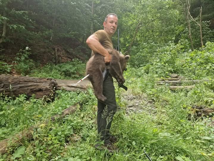 Unul dintre cei ursuleți orfani de pe Transfăgărășan a fost salvat