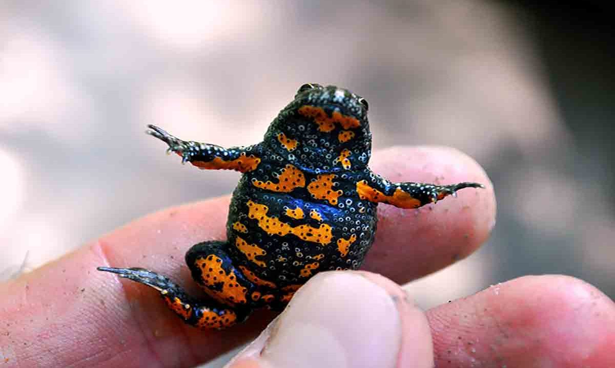 Transapuseana, blocată de două broaște