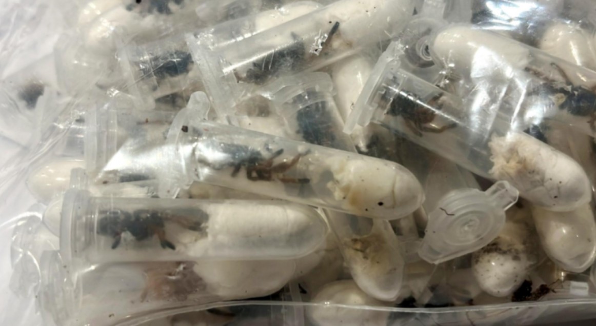 1.500 de tarantule în pachete de biscuiți