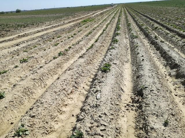 Scandal pe apă, la Lungulețu