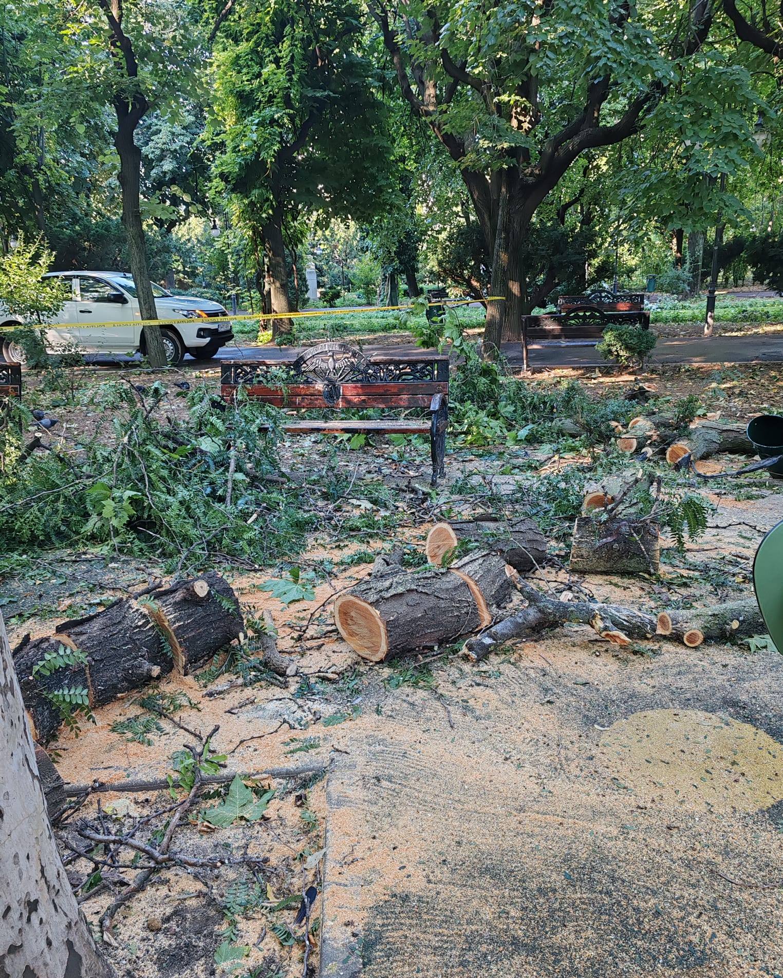 Frasinul secular din Cişmigiu, doborât