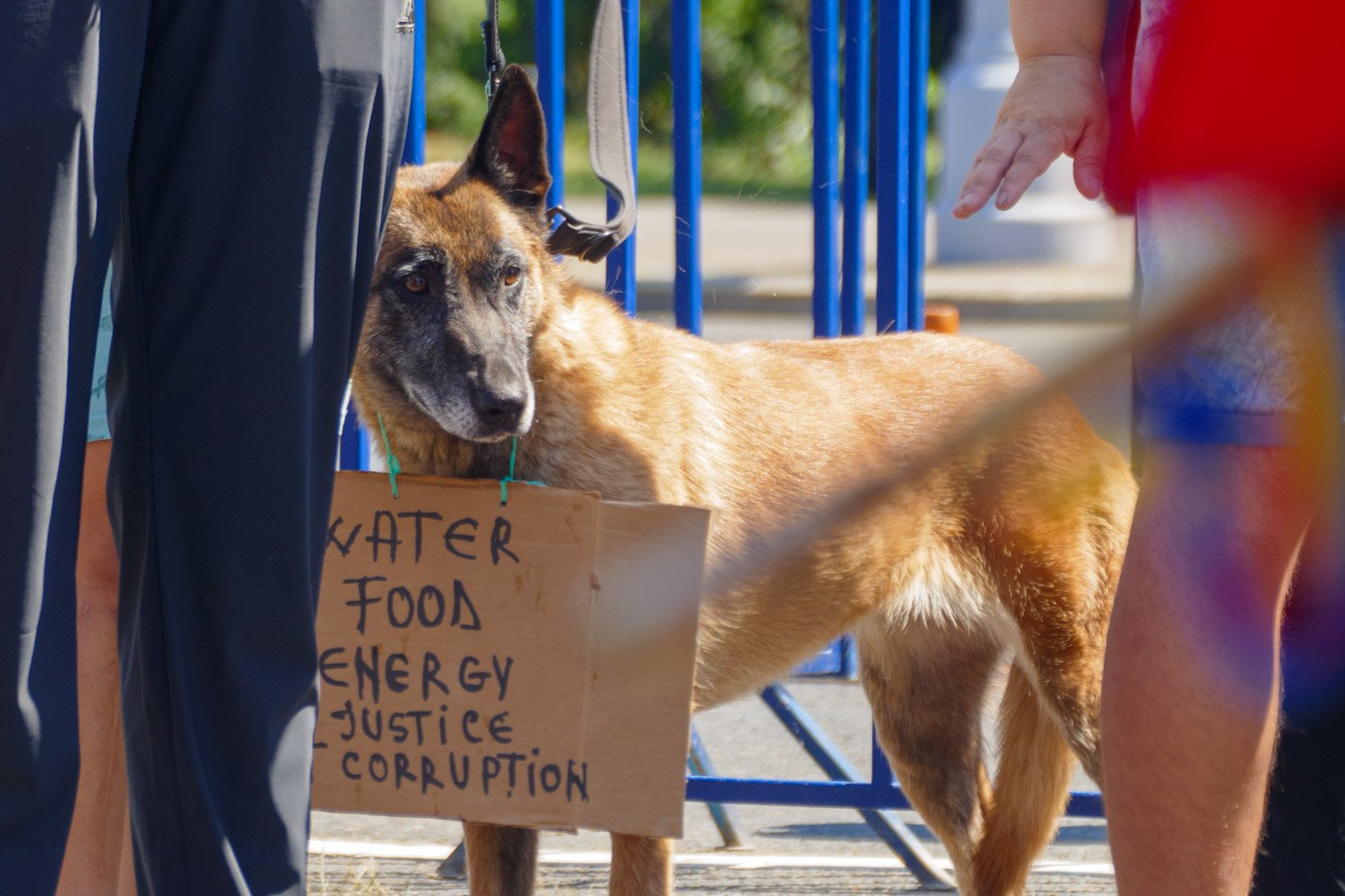 Dosare penale și amenzi după protestele de duminică
