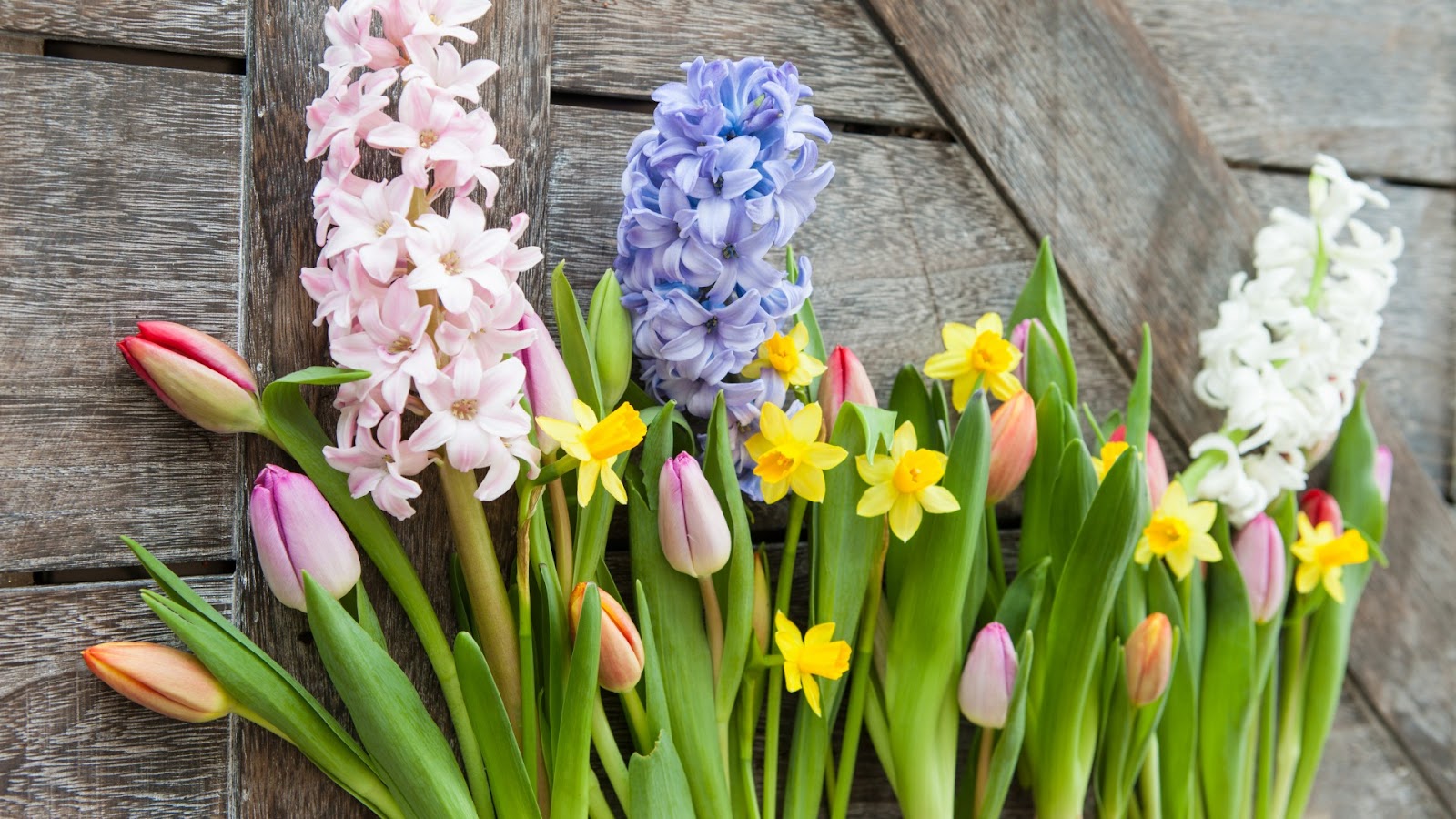 Tot ce trebuie să știi despre bulbii de narcise, lalele și zambile – cum îi alegi și plantezi, pas cu pas