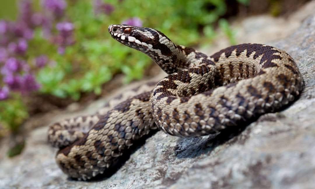 Selfie cu vipere. Moda care face victime