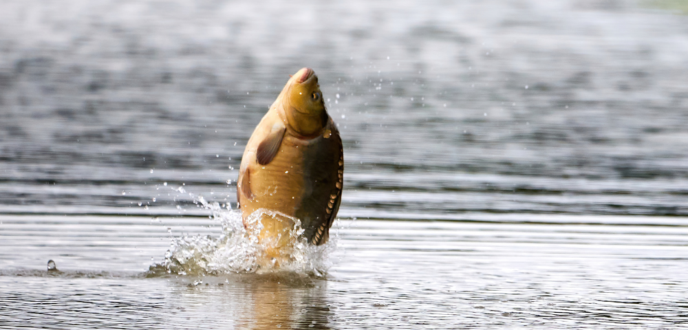 De ce echipament ai nevoie ca să prinzi crap mare în Deltă – recomandări pentru pescari adevărați