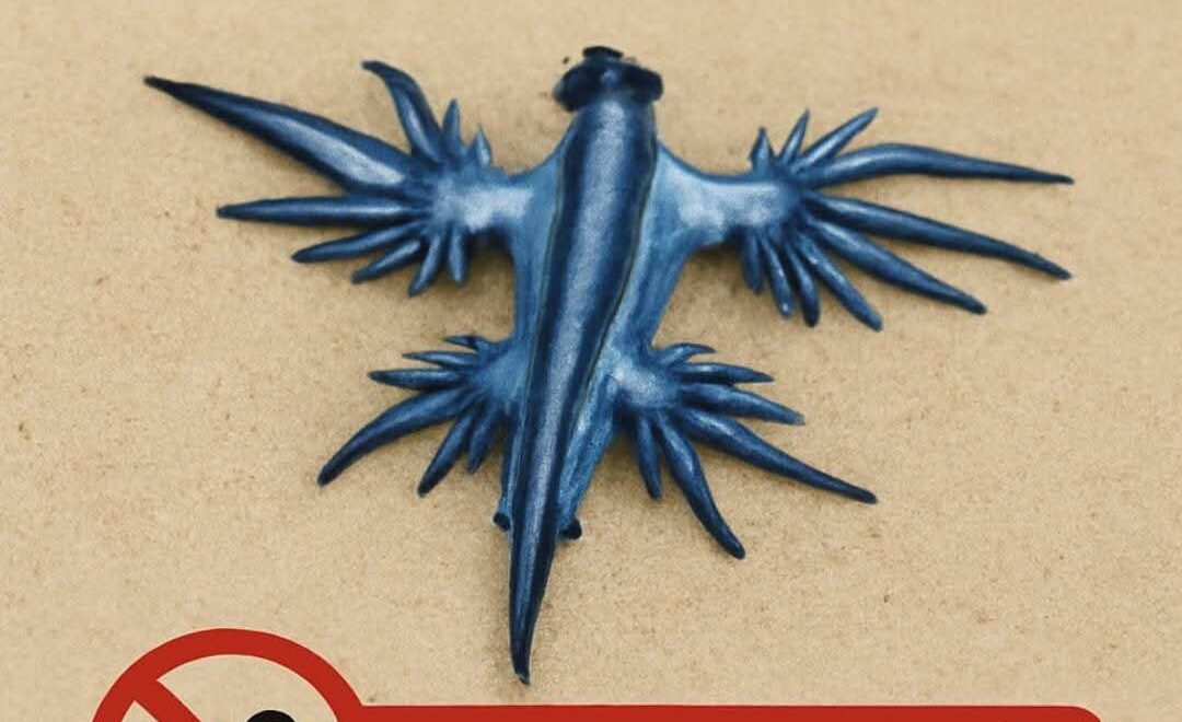 Plaje închise: Pericol din cauza dragonilor albaștri