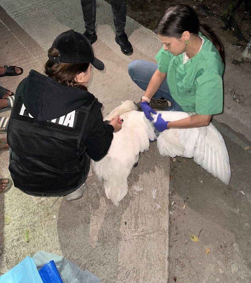 Mintea unor conaţionali. Au capturat lebede şi le-au dus într-o gospodărie