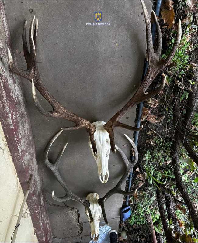 Descinderi într-un dosar de braconaj, în Ialomița și Călărași