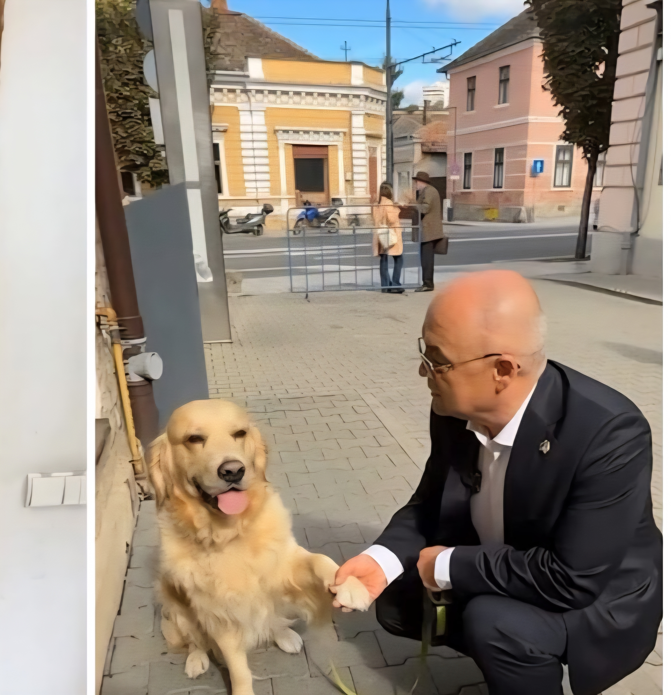 Boc a dat liber la animale în Primărie