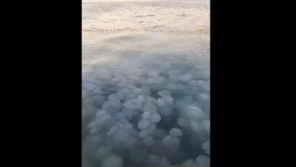 Meduze uriașe în Portul Agigea (video)