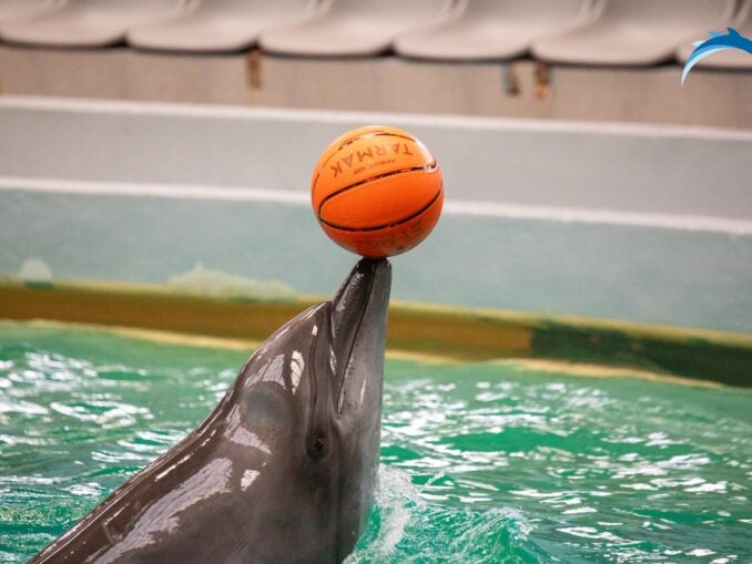 Bucurie pentru copii: delfini din Malta, la Delfinariul din Constanța!