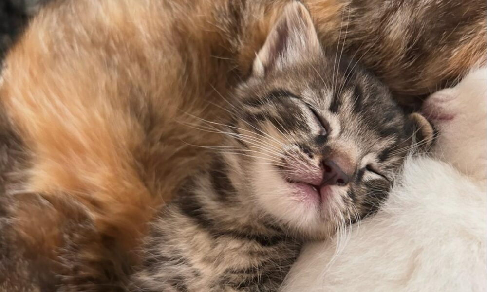 Trei pisici din România au câștigat titlul de cele mai frumoase din lume