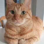 trei pisici din romania