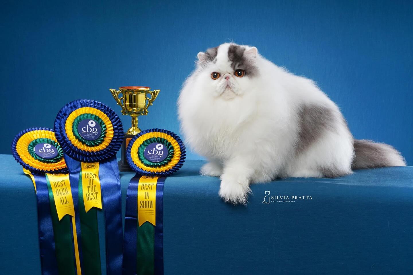 Cele mai tari pisici din lume sunt la București