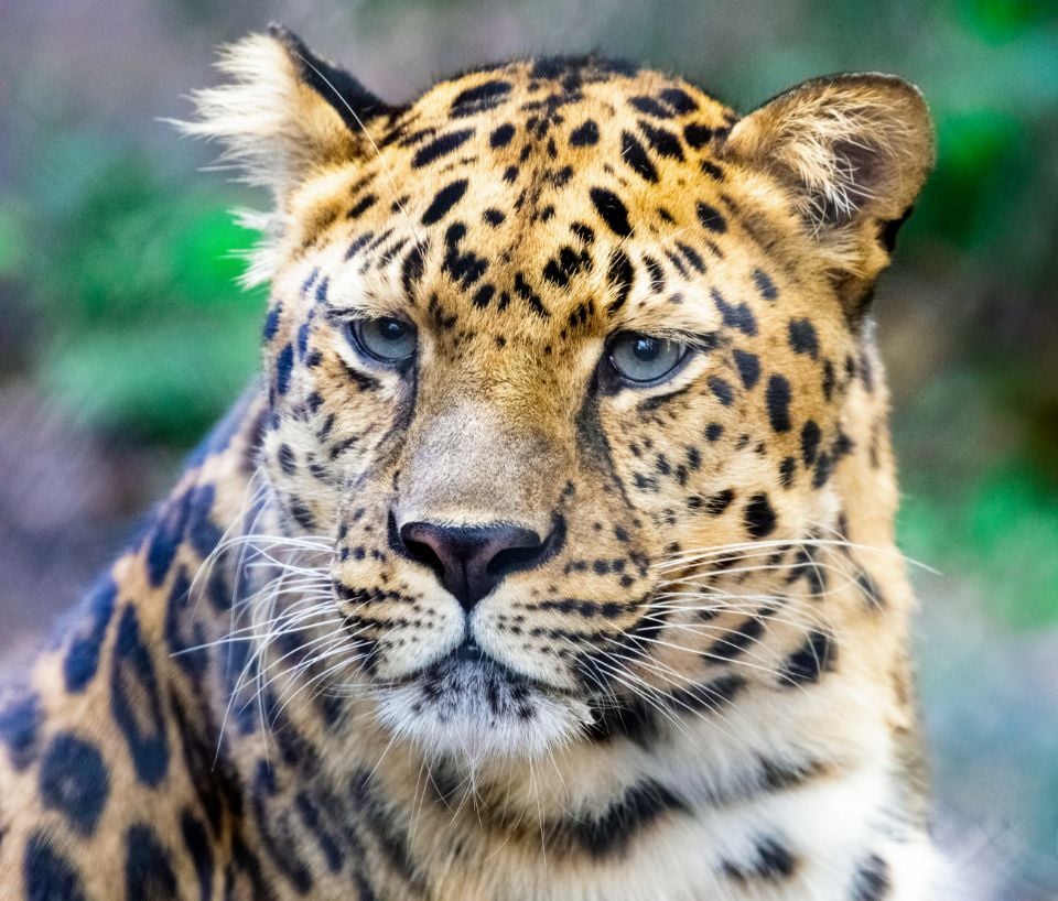 Unii cu urșii… Leopard, rătăcit într-un hotel